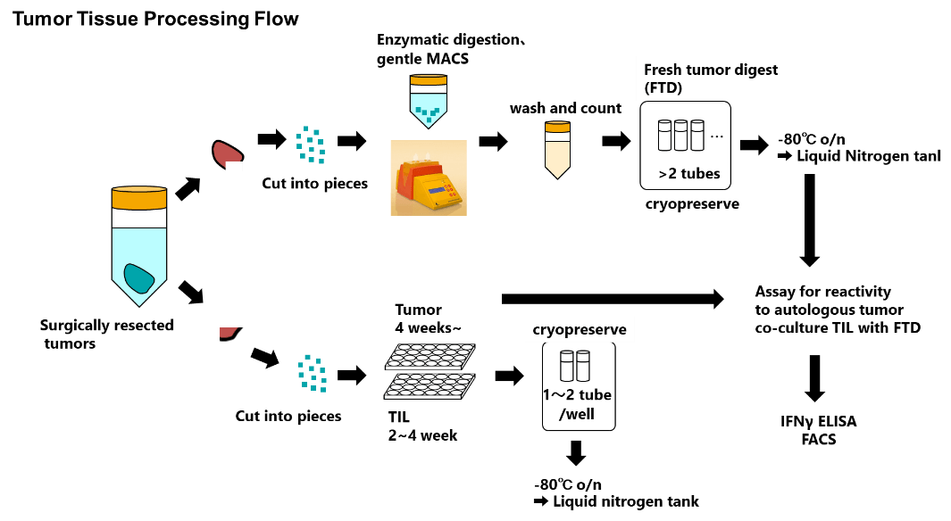 Tumor Tissue Processing Flow