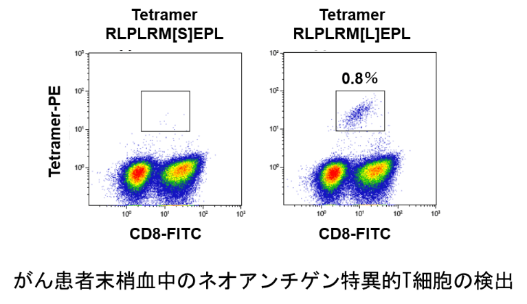 がん患者末梢血中のネオアンチゲン特異的T細胞の検出