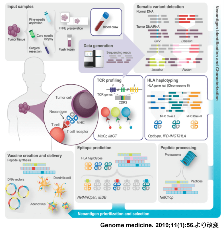 ネオアンチゲン特異的TCR遺伝子のクローニングと遺伝子導入T細胞治療の開発