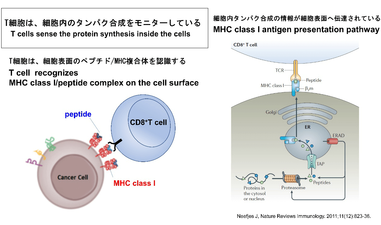 T細胞は、細胞内のタンパク合成をモニターしている