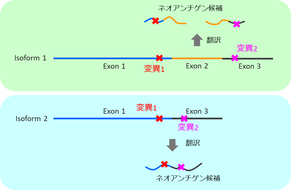 各アイソフォームについてネオアンチゲン候補ペプチドを作成