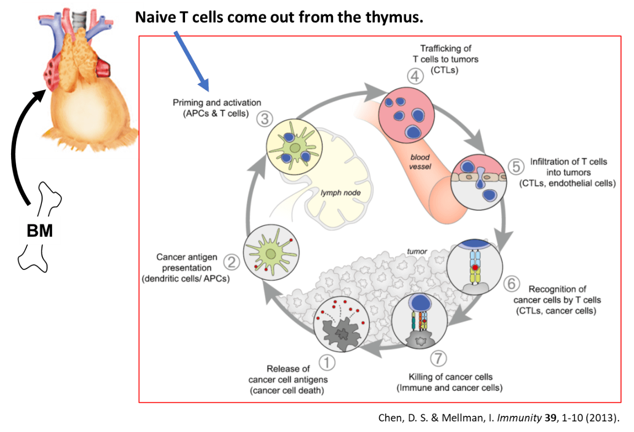 Naive T cells come out fromthe thymus.