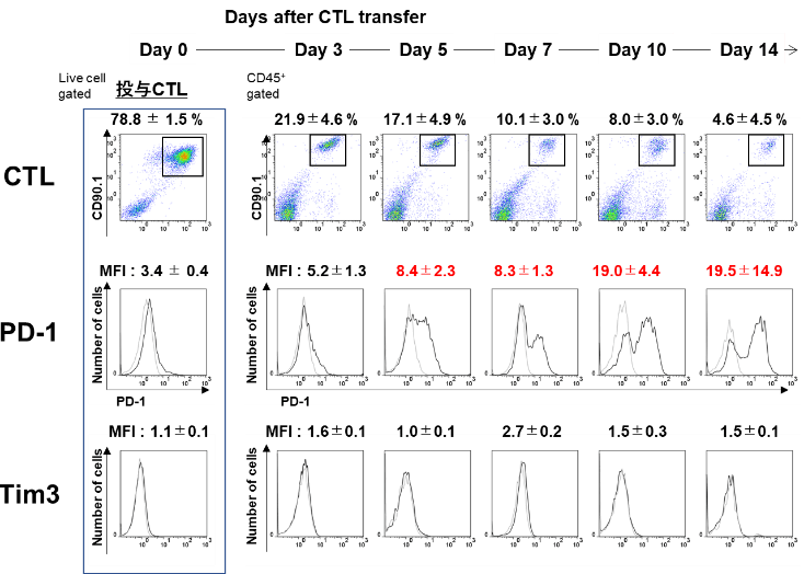 腫瘍内浸潤CTLのPD-1とTim-3の発現