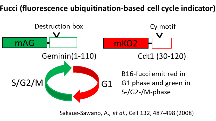 Fucci Fluorescense ubiquitination-based cell cycle indicator