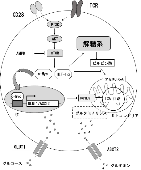 T細胞の代謝制御に係る分子のネットワーク