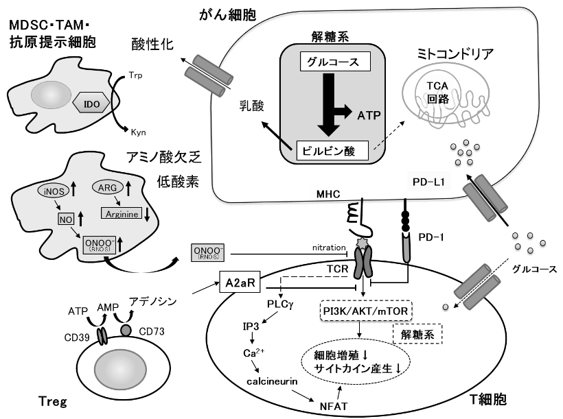腫瘍の代謝と腫瘍内免疫抑制環境